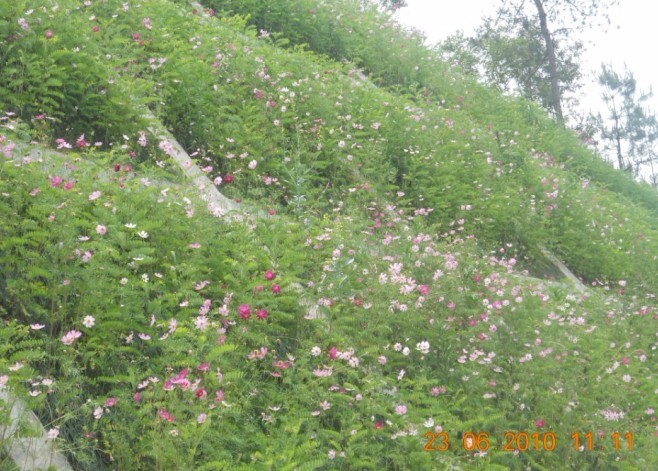 湖北十堰到甘肅天水高速公路陜西省安康段恒睿客土噴播機噴播綠化效果