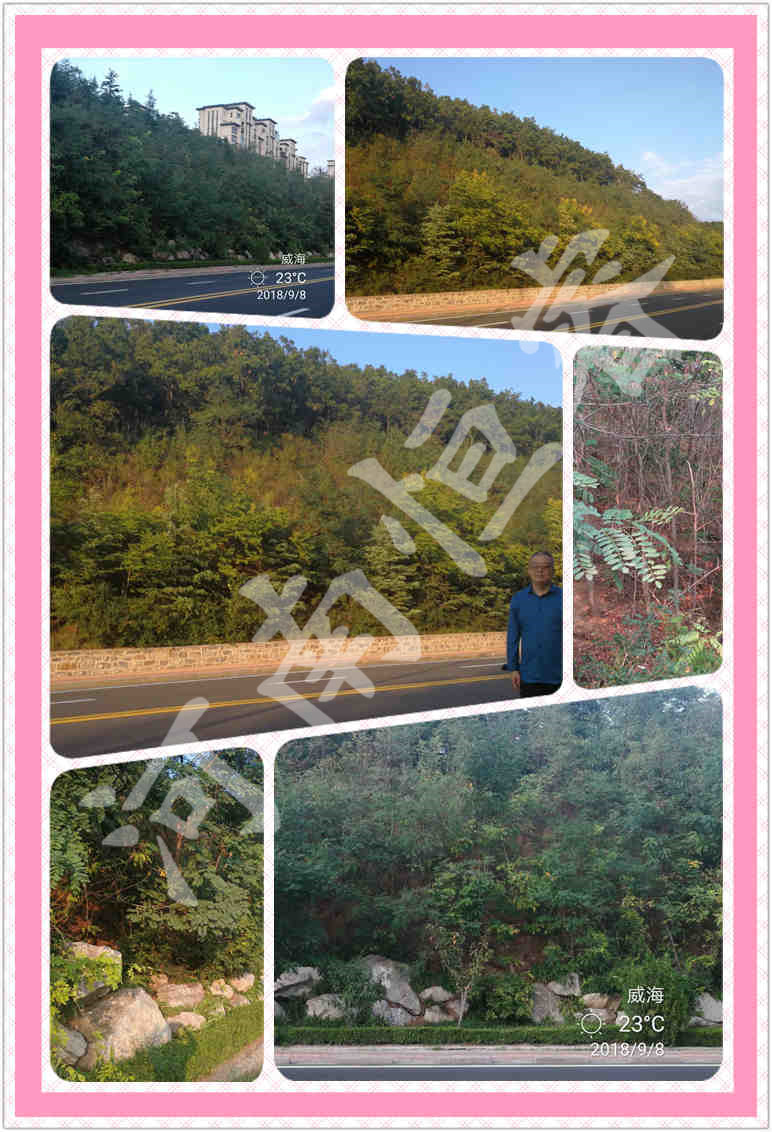威海市邊坡綠化 威海市邊坡綠化